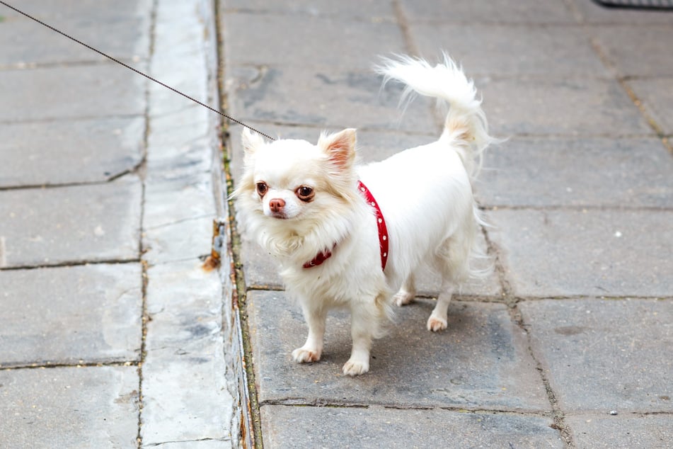 Laut der Tierschutzorganisation VETO handelt es sich bei dem getöteten Hund um einen Chihuahua.
