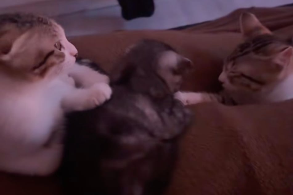 Po několika dnech se Pixie a Trixie přiblíží k novému koťátku. Vypadá to tedy na šťastný konec.