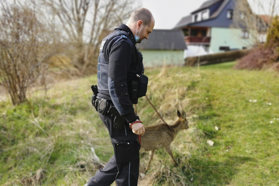 Ein Polizist führt das Reh an einer Leine.