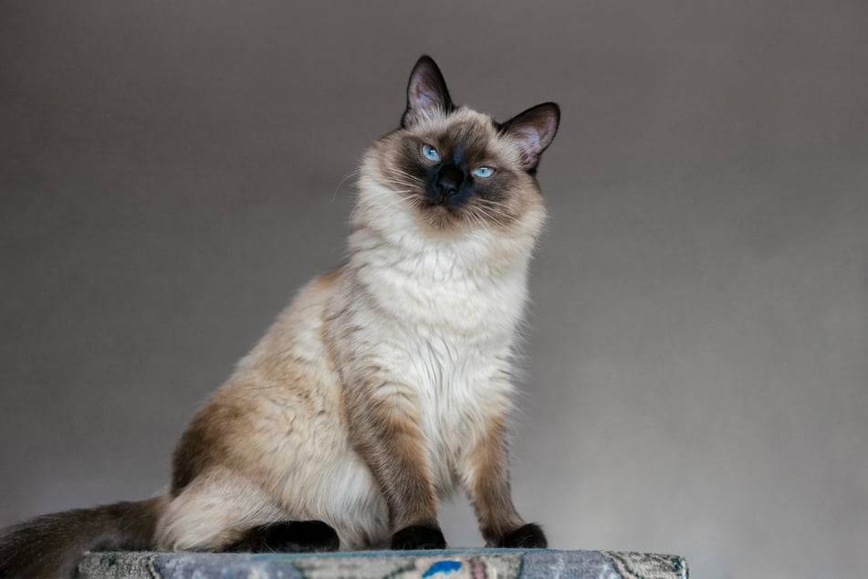 Balinese cats have a particularly impressive life expectancy!