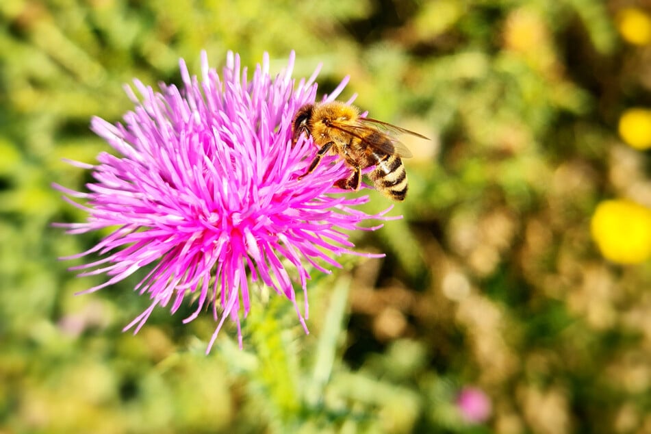 Bienen lieben Pflanzen wie die Mariendistel.
