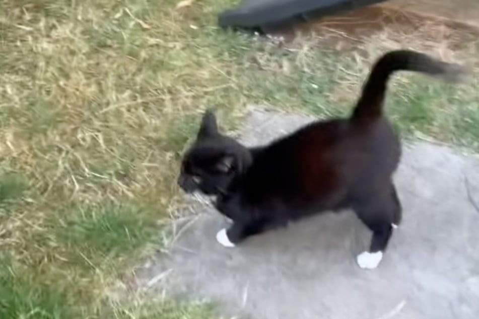 Die Katze wackelt wie verrückt mit ihrem Schwanz - wie ein aufgeregter Hund.