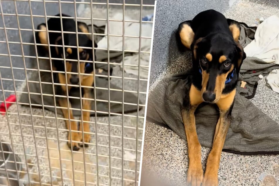 Pes ztrácí radost ze života: nikdo ho nechce adoptovat