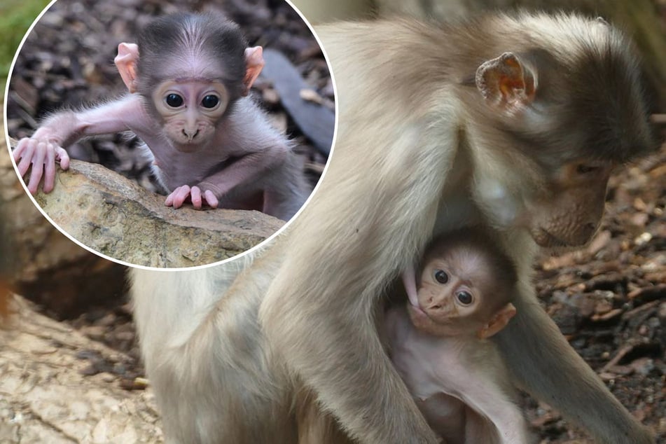 Seltener Nachwuchs: Dieses winzige Affenmädchen verzaubert gerade den Heidelberger Zoo