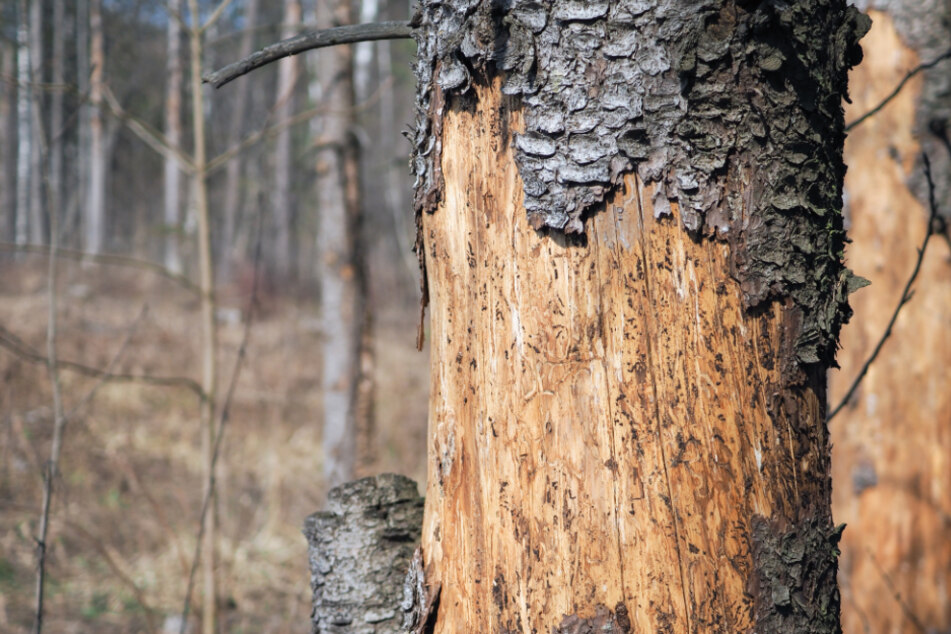 Borkenkäfer haben erneut zahlreiche Bäume beschädigt. (Symbolbild)