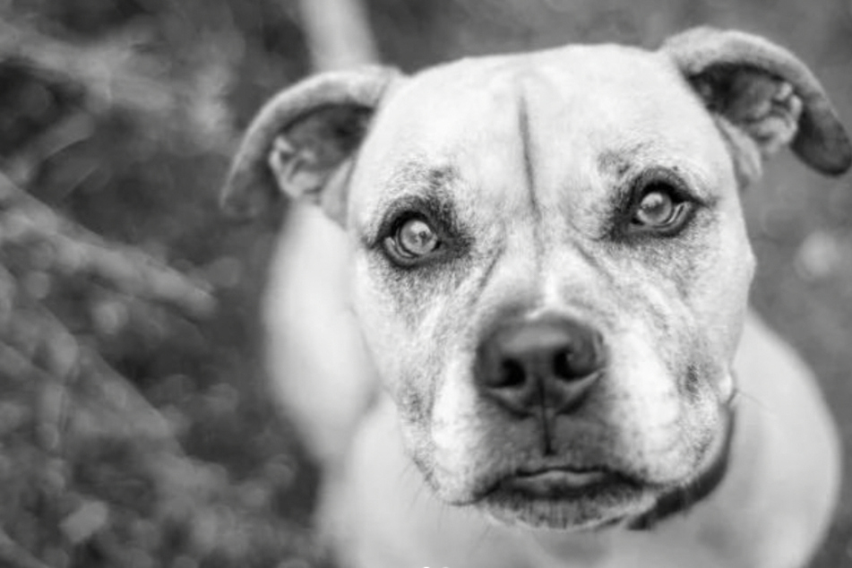 Trauriger Abschied von Tierheim-Hund Iron: "Alles Gute auf deiner Reise zu den Sternen"