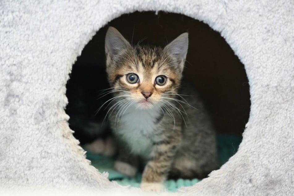 Auch bei den Katzen herrscht derzeit Hochsaison im Tierheim Chemnitz. Die jungen Neuankömmlinge müssen zunächst in die Quarantäne-Station.