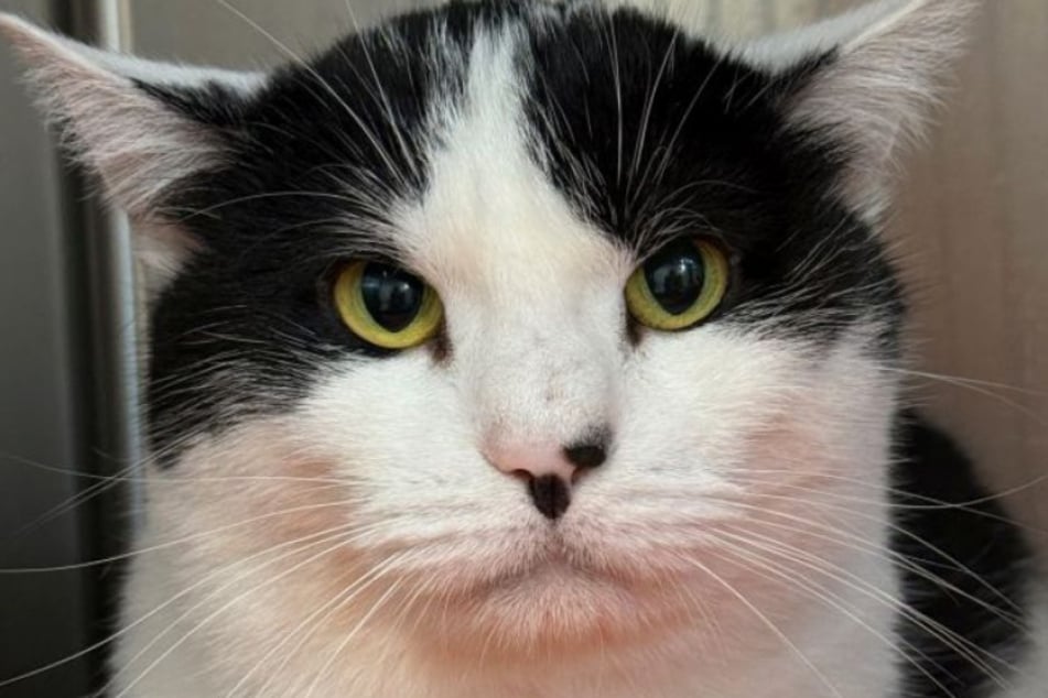 Kater Robert musste sein Zuhause verlassen, nachdem sein Besitzer verstorben war.