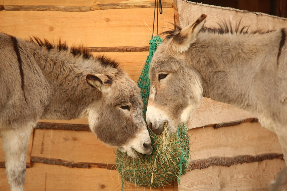 Im Naturschutz-Tierpark Görlitz-Zgorzelec gibt es einen großen Esel-Malwettbewerb! (Symbolbild)