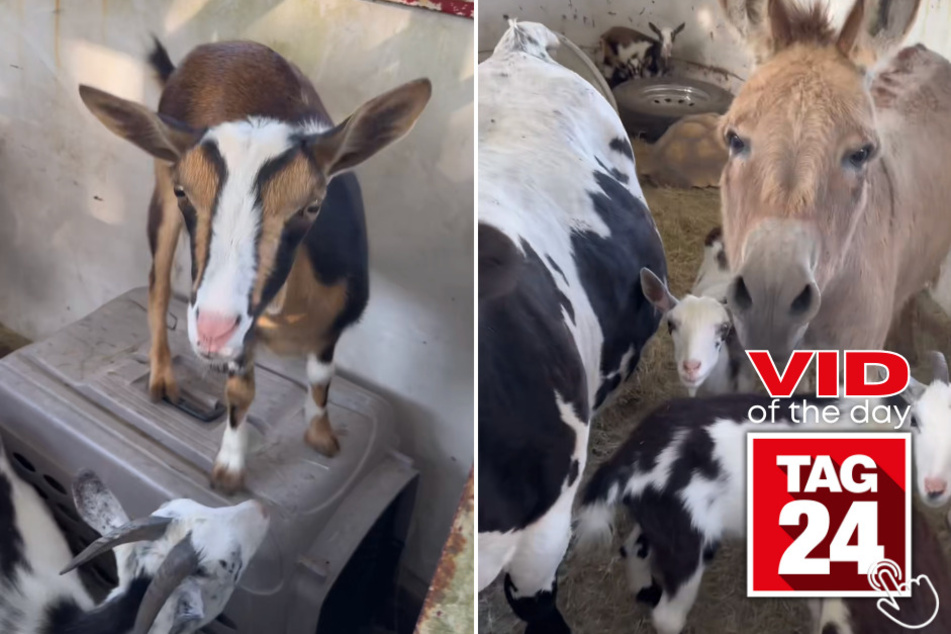Today's Viral Video of the Day shows an adorable group of farm animals getting a brief lesson from their owner before taking a trip to a school.