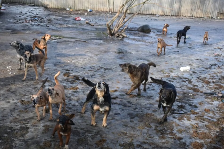 Im Garten des Grundstückes entdeckten die Einsatzkräfte weitere Vierbeiner, welche sie kurzerhand in Obhut nahmen.