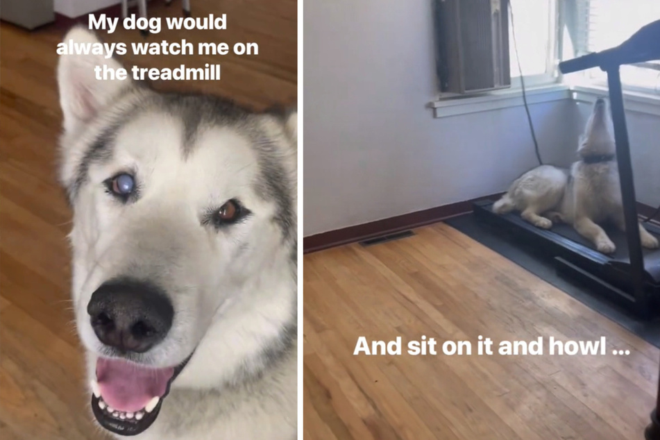 Dog learns to use the treadmill as TikTok cheers: "Go Hugo go!"