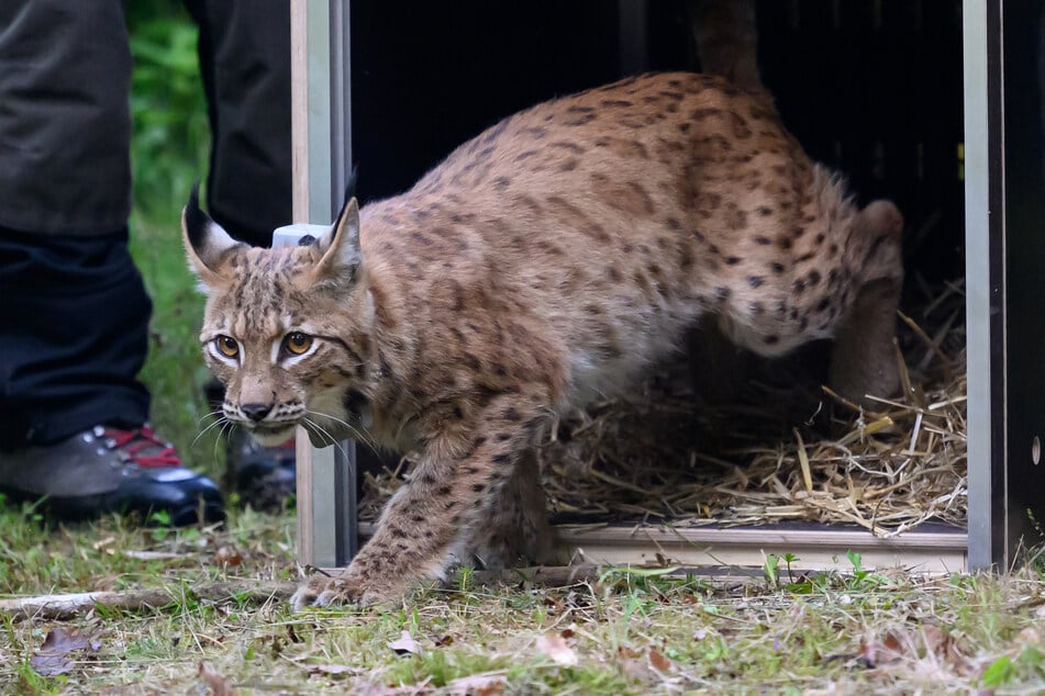 Durch Auswilderungsprojekte kommt der Eurasische Luchs in Sachsen und angrenzenden Gebieten wieder häufiger vor. (Archivbild)