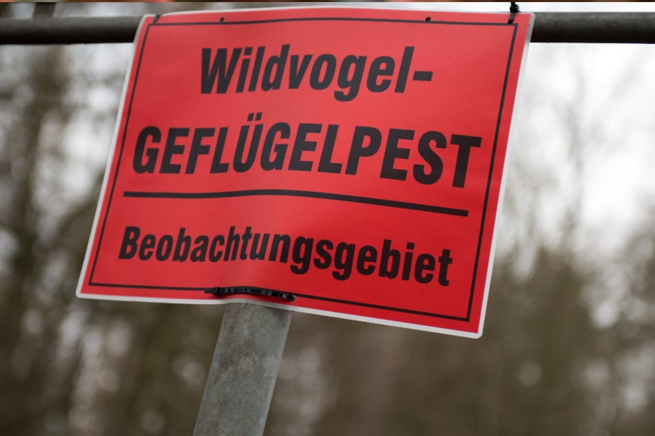 Wegen des Auftretens der Geflügelpest wurde ein Beobachtungsgebiet eingerichtet. (Archivbild)