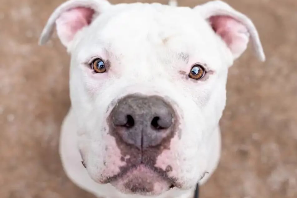 American-Staffordshire-Terrier Togo aus dem Hamburger Tierheim ist auf der Suche nach einem Zuhause.