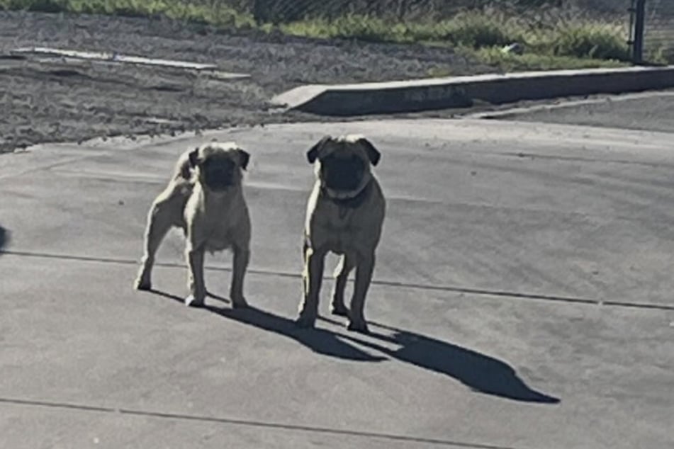 Mittlerweile sind die beiden Hunde endlich in Sicherheit.