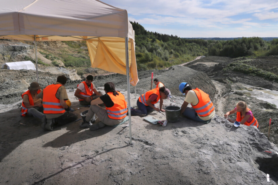 Forscher der Universität Tübingen graben in der Tongrube "Hammerschmiede" nach Fossilien.