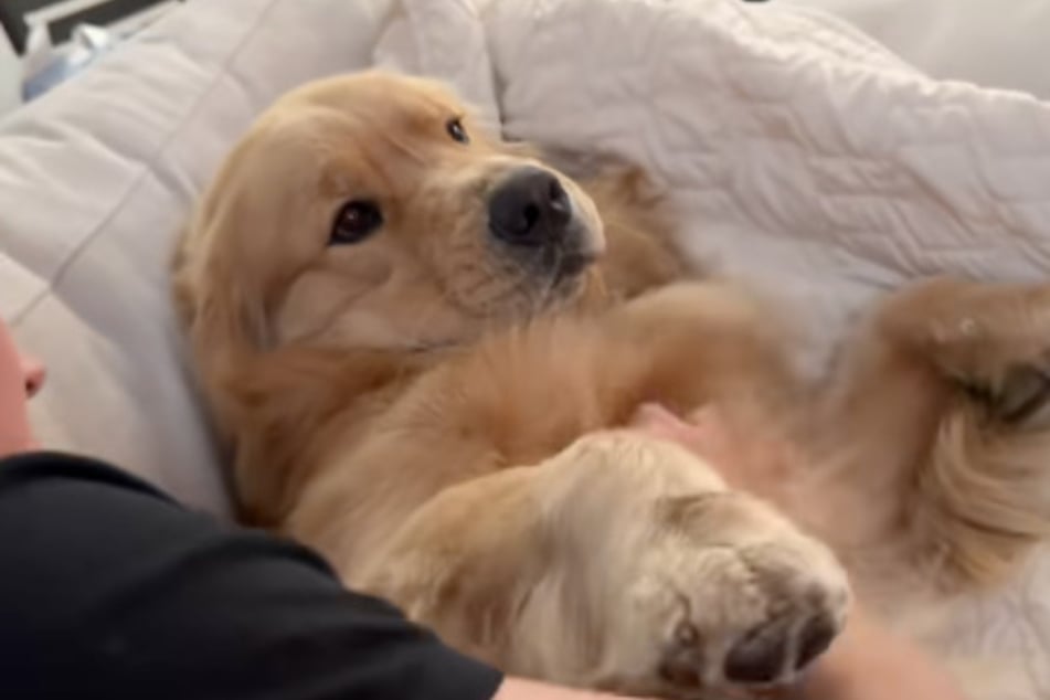¿El Golden Retriever Zebby no estaba nada entusiasmado con las caricias, o sí?
