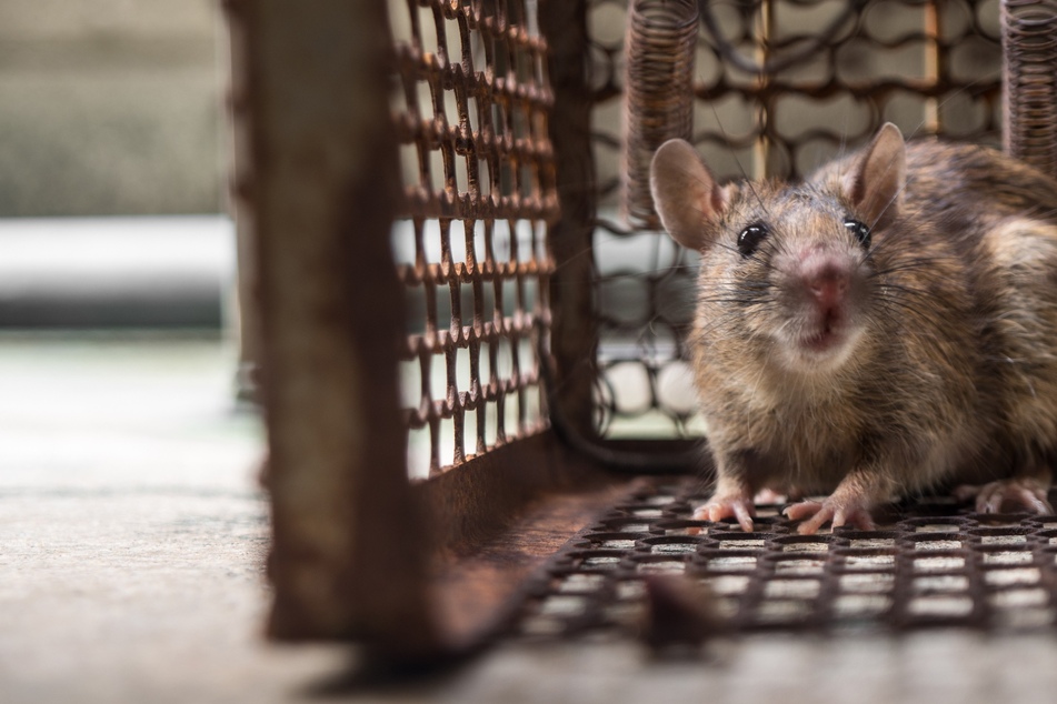 "Gerissen, gefräßig und produktiv - die Ratten von New York City sind legendär für ihre Überlebenskünste, aber nicht sie regieren diese Stadt, sondern wir", heißt es in der Stellenausschreibung. (Symbolbild)