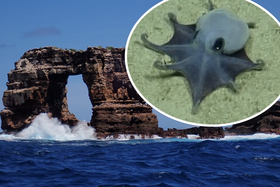 Tiefsee-Sensation! Forscher entdecken neuen Mini-Oktopus