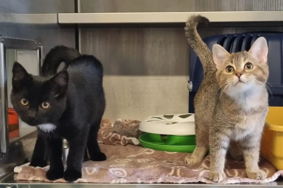 Pumpkin (l.) und Cinnamon (r.) haben sich im Tierheim gefunden.
