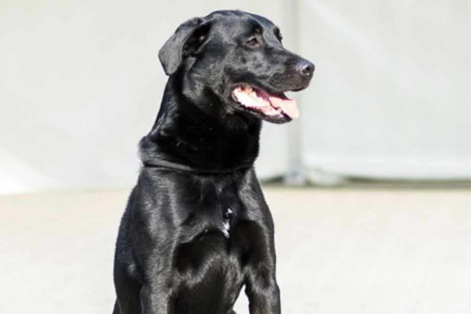 Labrador-Mischling Jamie wird das Gießener Tierheim wohl nicht mehr verlassen.