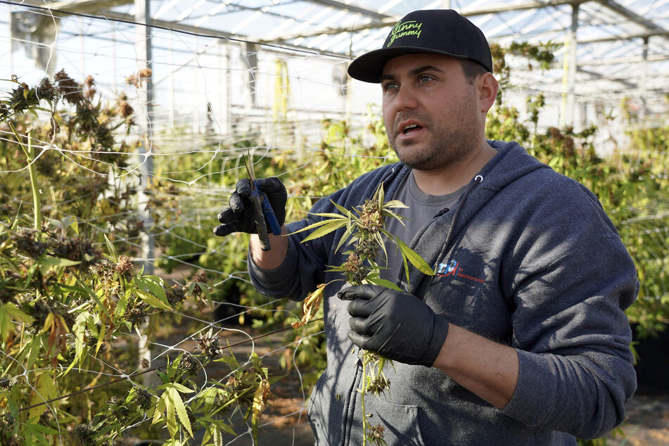 Cannabis farmer Marcos Ribeiro demonstrates how to harvest cannabis flowers in a rented greenhouse at East End Flower Farm in Mattituck, New York, on November 16, 2023.