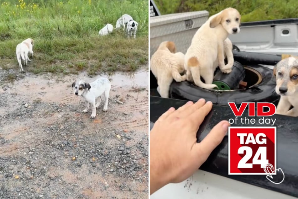 viral videos: Viral Video of the Day for September 16, 2024: Man rescues abandoned puppies from hurricane!