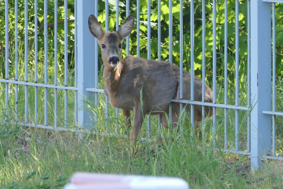 Dieses Reh war am Freitagmorgen in einem Zaun in Grimma stecken geblieben und konnte sich nicht selbst befreien.