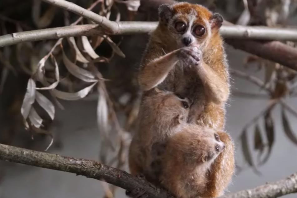 Zwergplumplori-Mama Sue (4) mit ihren kleinen Zwillingen im Leipziger Zoo.