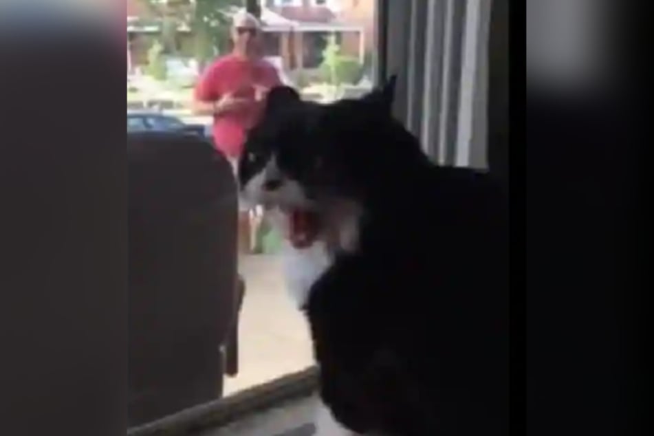 When she notices the dog, the cat completely freaks out.