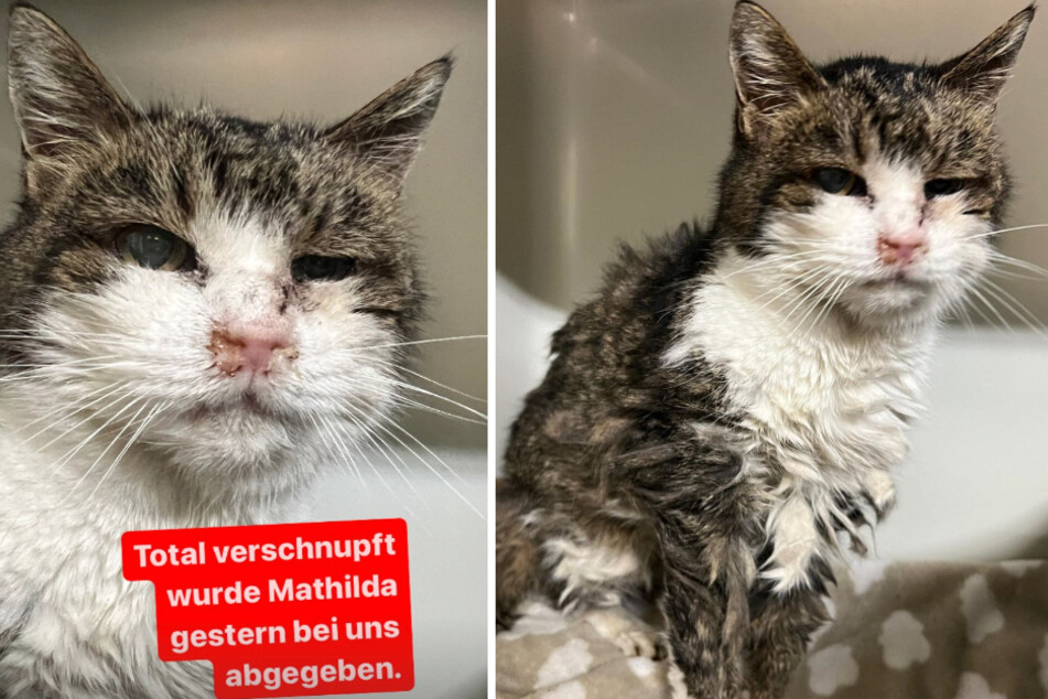 Katze wird krank und geschwächt auf Reiterhof gefunden: Ist das Tierheim ihre letzte Chance?