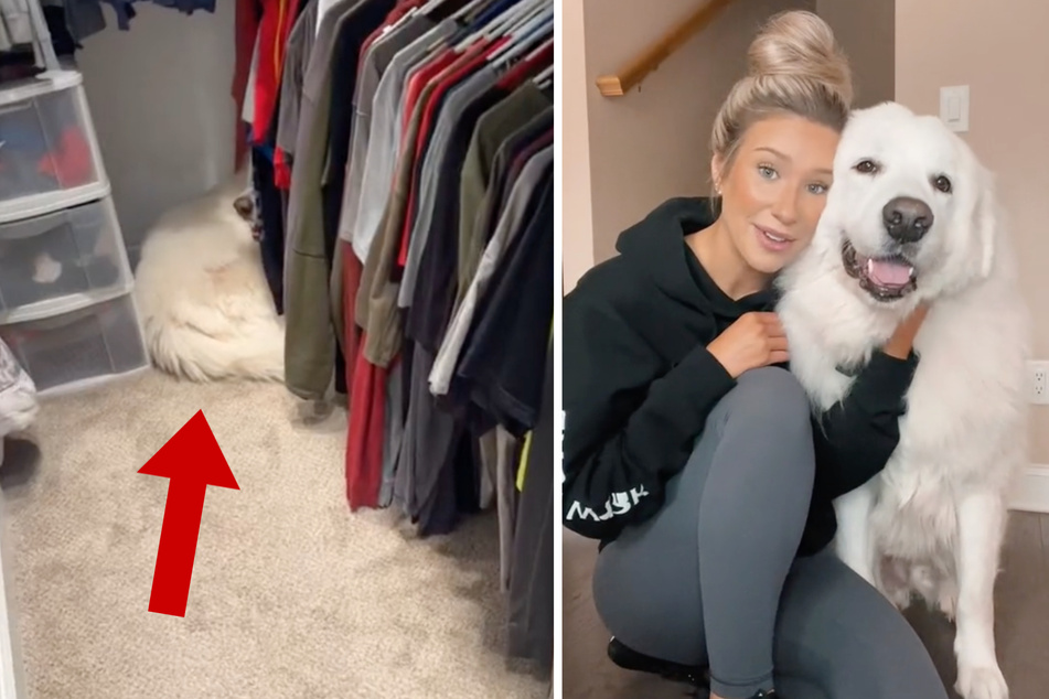 "Giant" guard dog hides in closet out of unexpected fear!