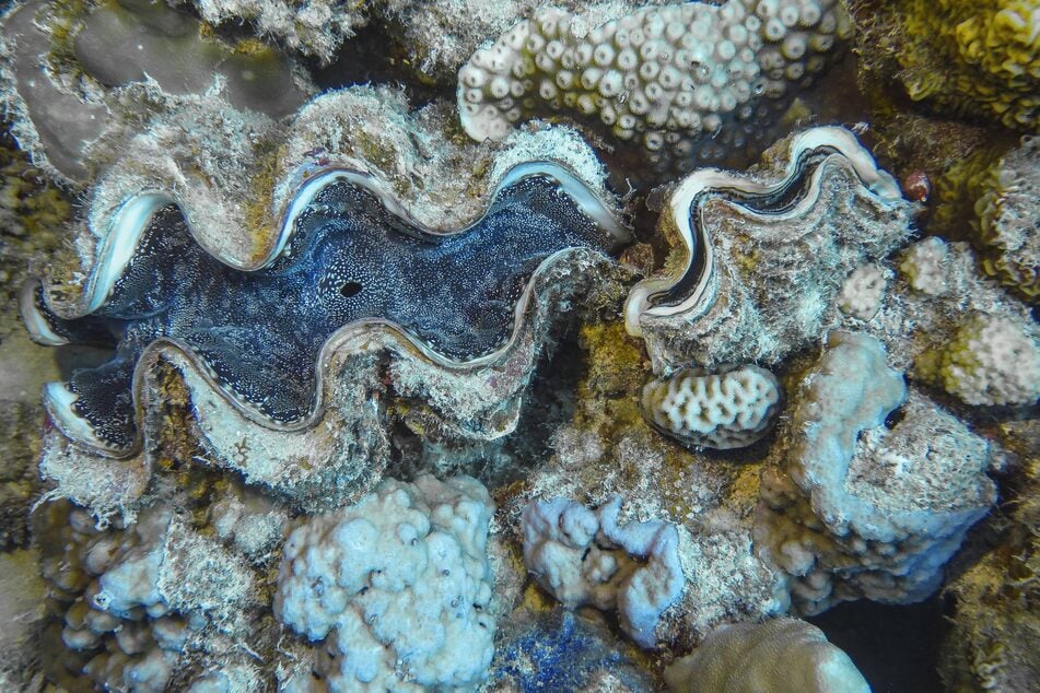 The NOAA has suggested that 10 giant clam species be listed under the ESA.