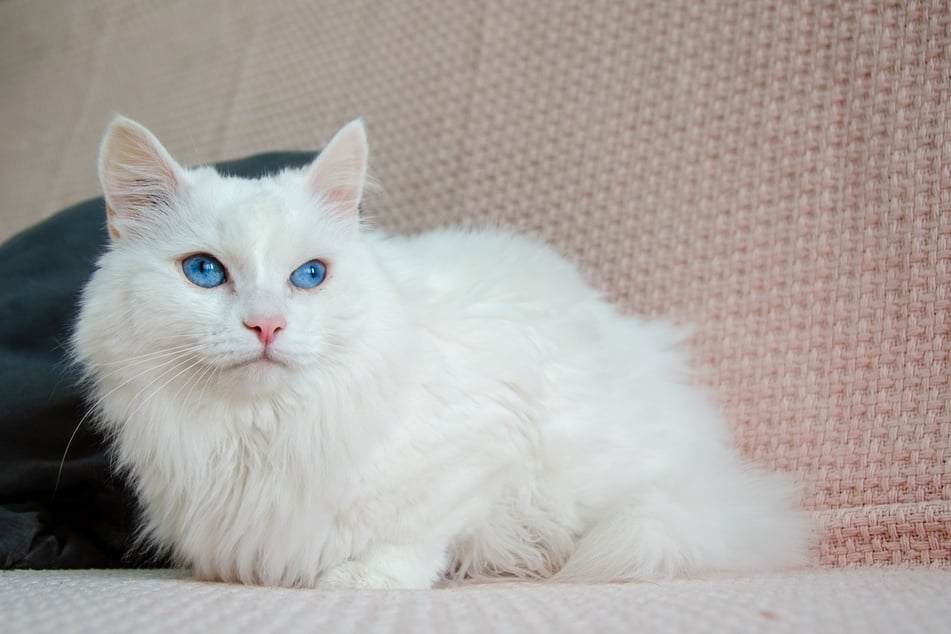 Katzen mit blauen Augen kommen bei der Türkisch Angora öfter vor.