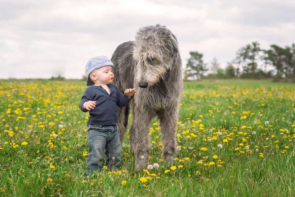 Große Hunde können sich durchaus als liebevolle, sanfte Riesen erweisen.