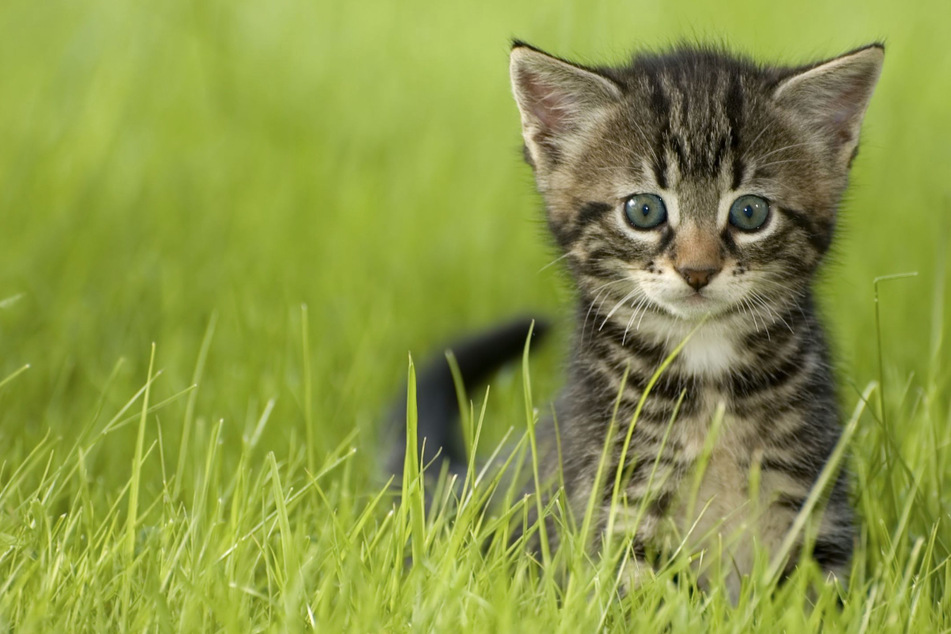 Kleines Pfötchen im Eisen: Katze durch verbotene Falle schwer verletzt