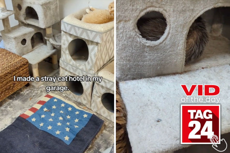 After a man made a stray cat hotel in his garage, he found out he had unknowingly in today's Viral Video of the Day.
