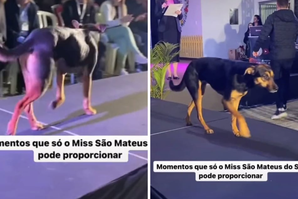 Unerwarteter Catwalk: Hund stiehlt bei Schönheits-Wettbewerb allen die Show!