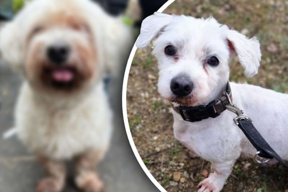Verschmuster Hund hat das Warten satt: Kleiner Malteser sucht neues Zuhause!