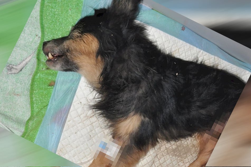 Badly injured dog buried alive, remains in critical condition