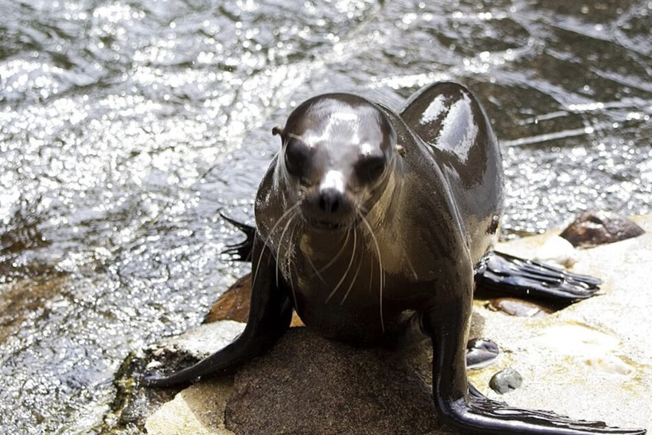 Blue ist zum Zeitpunkt der Dreharbeiten seit etwa zwei Wochen im Zoo Leipzig.