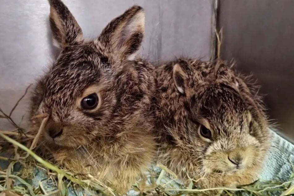 Zwei Hasenbabys wurden vor dem Osterfeuer gerettet und ins Hamburger Tierheim gebracht.