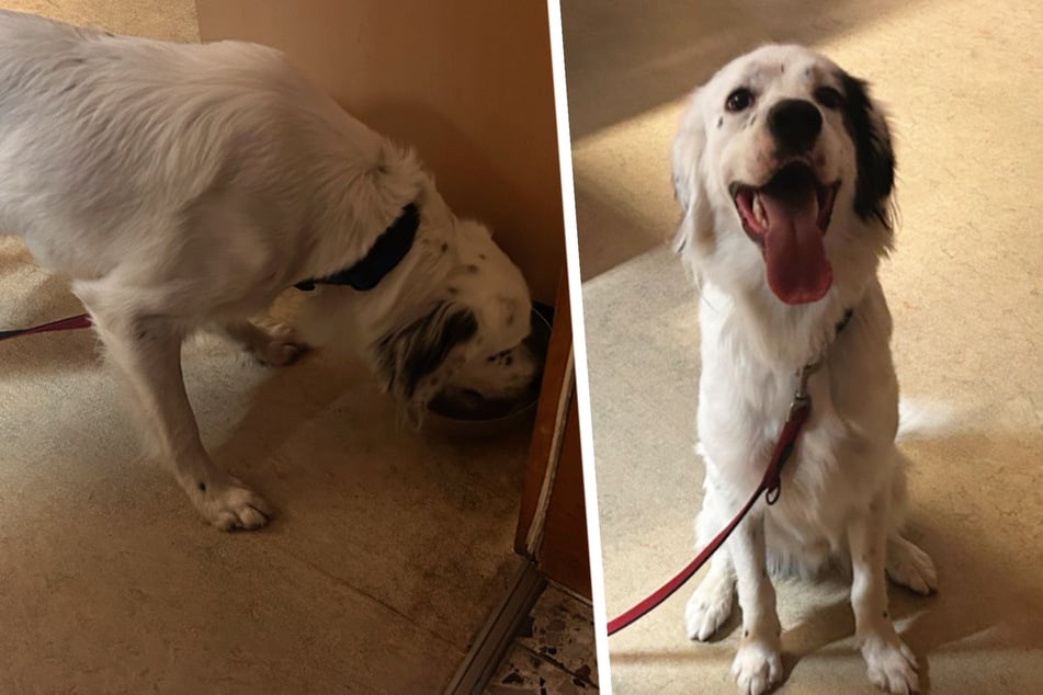 Beim Abend-Spaziergang zugelaufen: Wer vermisst diesen freundlichen Hund?