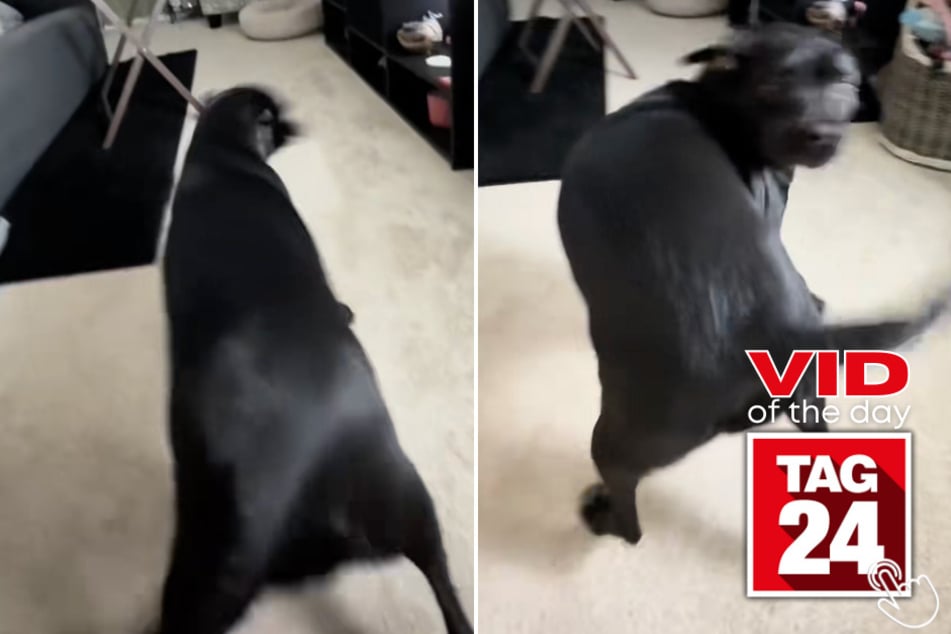 This dog named Rubie has been shaking her way into TikTok fame!