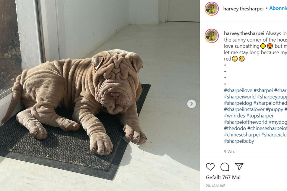 Harvey is the center of attention online and off!