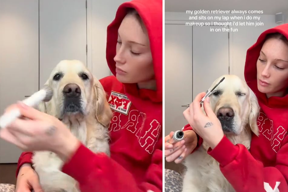 The golden retriever enjoyed the beauty treatment.