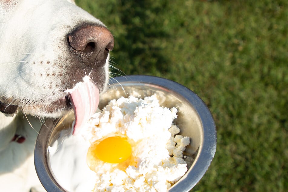 Are eggs safe for dogs?