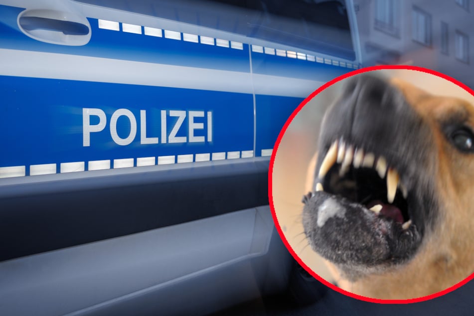 Die Polizei wurde in Schechen zu einem Hundekampf alarmiert. (Symbolfoto)