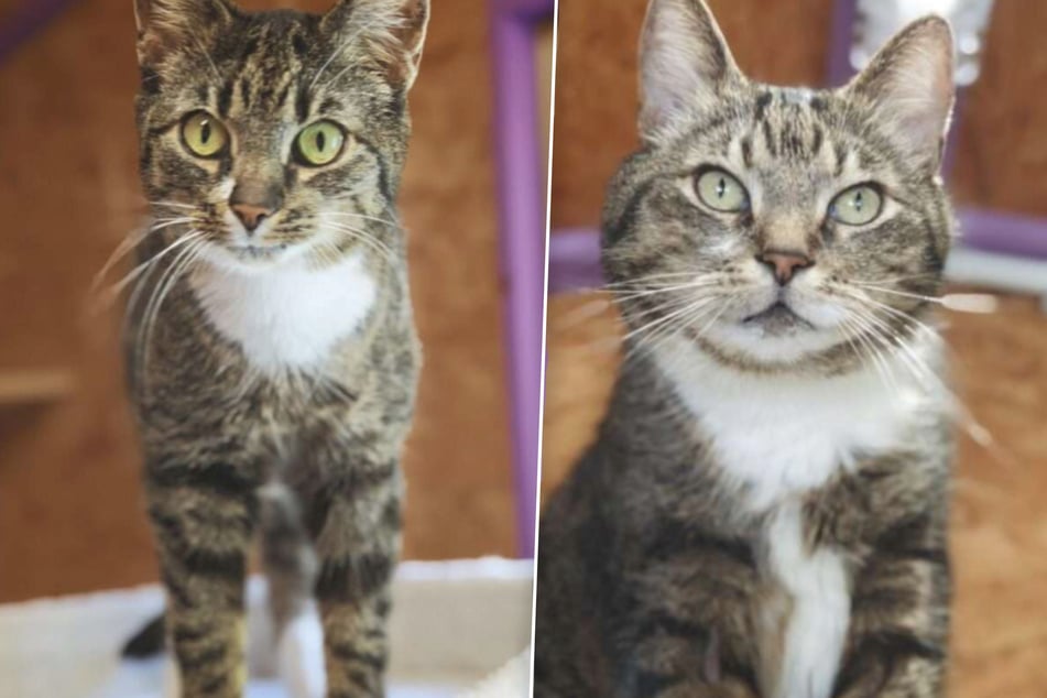 Die beiden Schmusekatzen Mali und Kiba mussten in ihrem Leben bereits mehrfach ihre Familie wechseln.